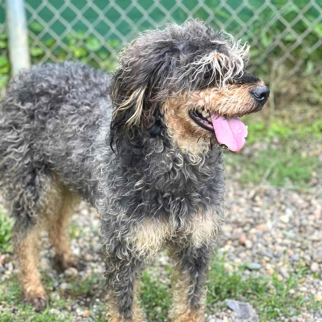 Matilda (7/26/2025), a Adoptable mixed breed in Kittanning, PA image 3/5