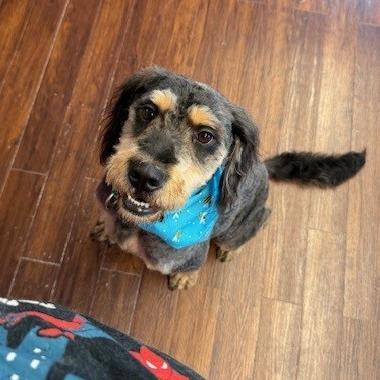 Matilda (7/26/2025), a Adoptable mixed breed in Kittanning, PA image 4/5