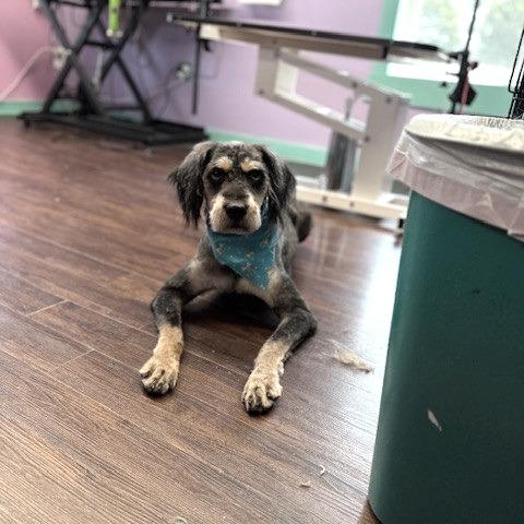 Matilda (7/26/2025), a Adoptable mixed breed in Kittanning, PA image 5/5