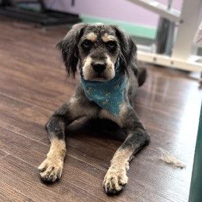 Enlarge Matilda (7/26/2025), a Adoptable mixed breed in Kittanning, PA image 5/5