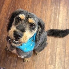 Matilda (7/26/2025), Adoptable, Adult Female Mixed Breed & Poodle.