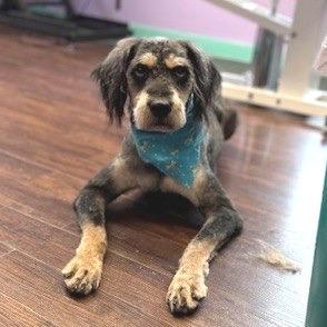Matilda (7/26/2025), a Adoptable mixed breed in Kittanning, PA image 2/2