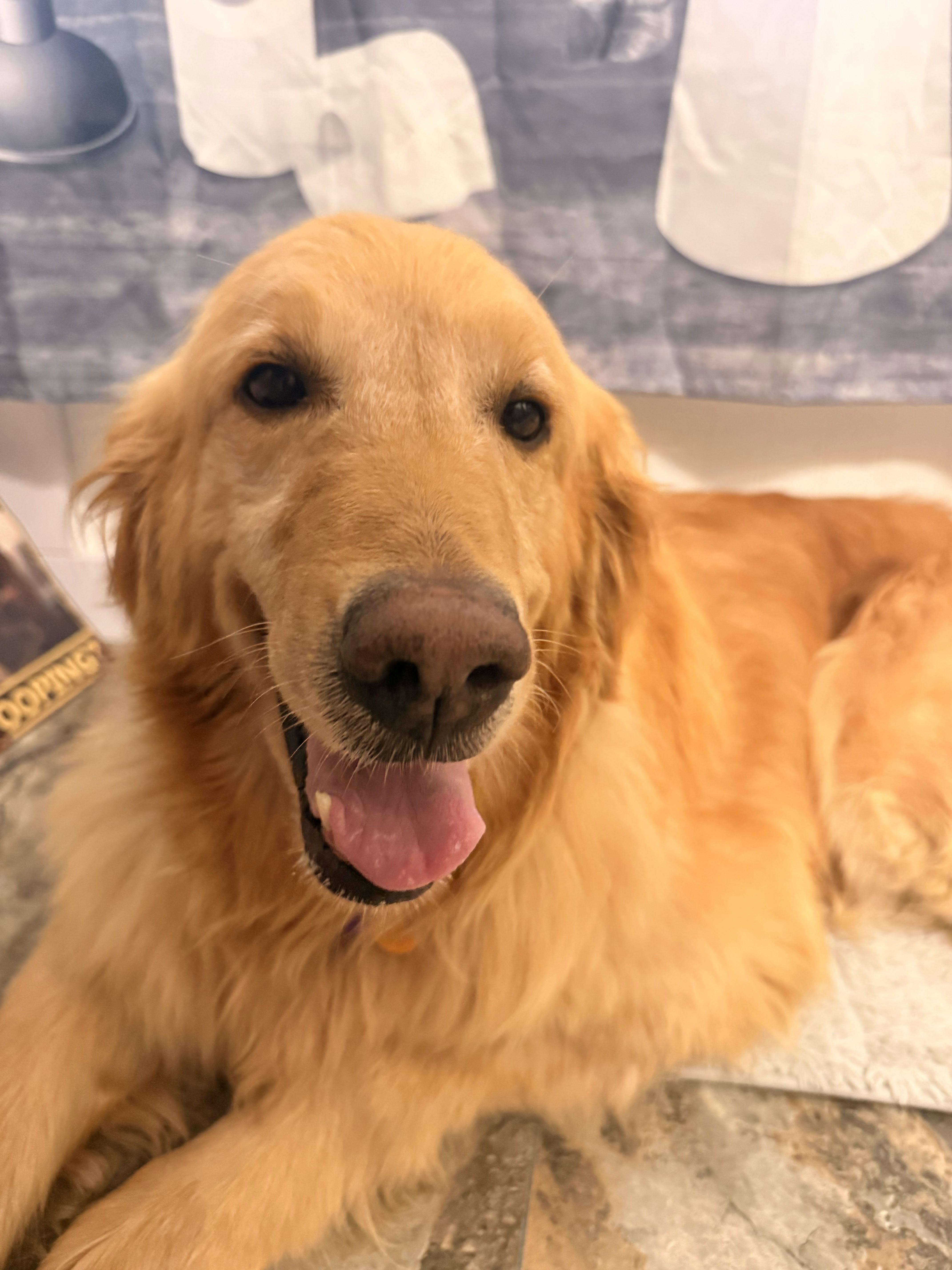 Megan, a ADOPTABLE Golden Retriever in Neillsville, WI image 1/6