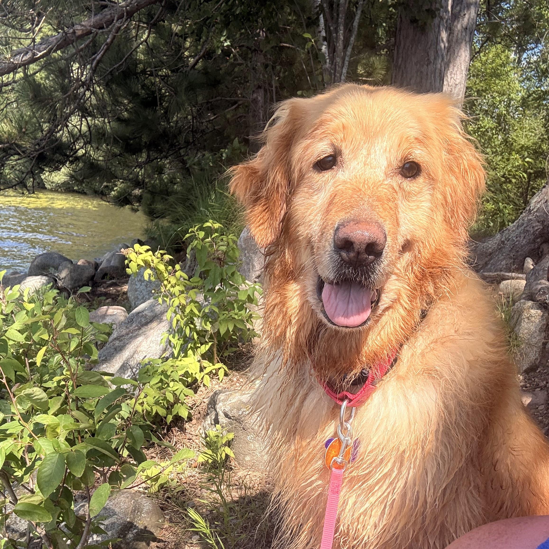 Megan, a ADOPTABLE Golden Retriever in Neillsville, WI image 3/6