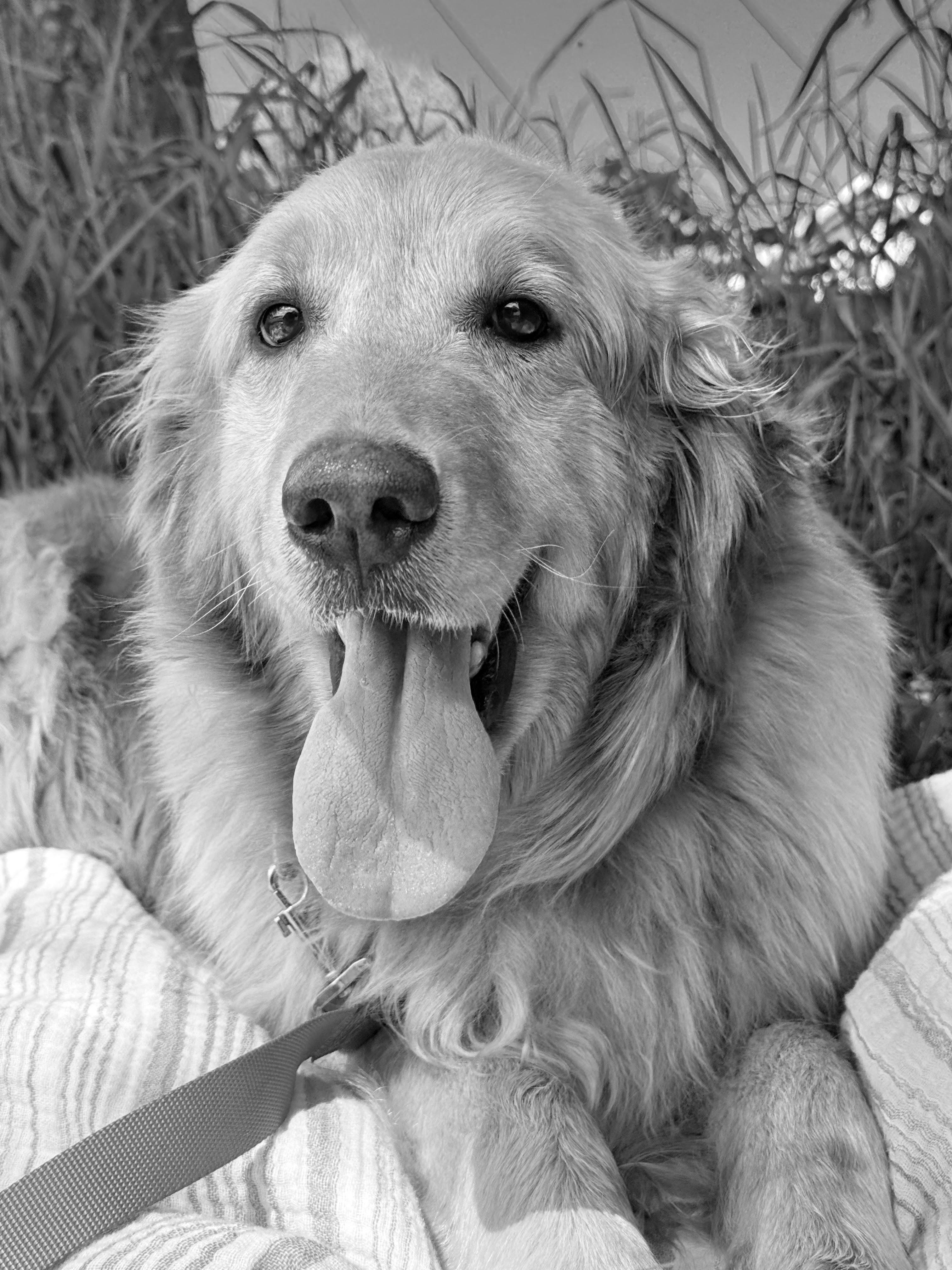 Megan, an adopted Golden Retriever in Neillsville, WI image 2/6