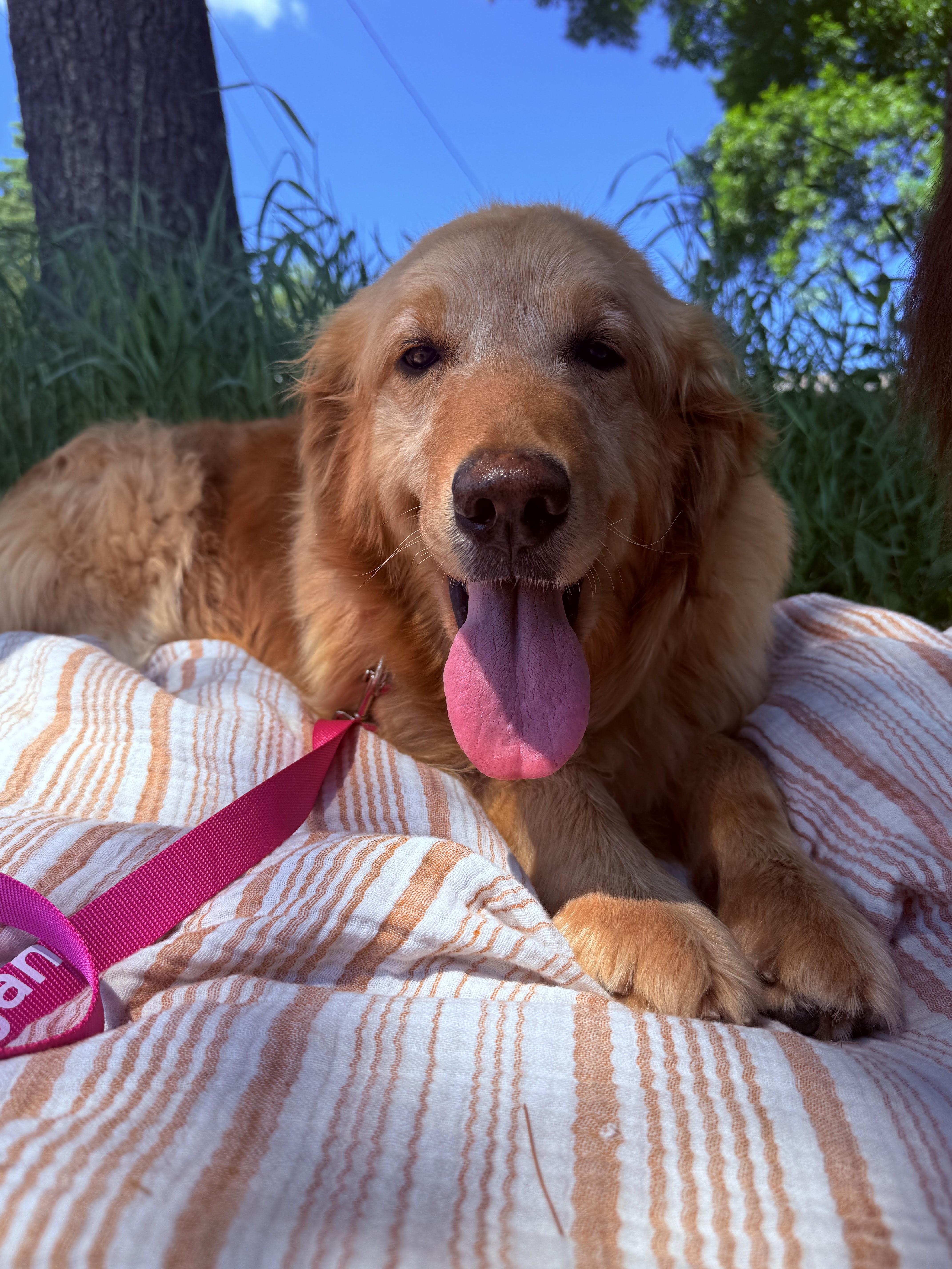 Megan, an adopted Golden Retriever in Neillsville, WI image 1/6