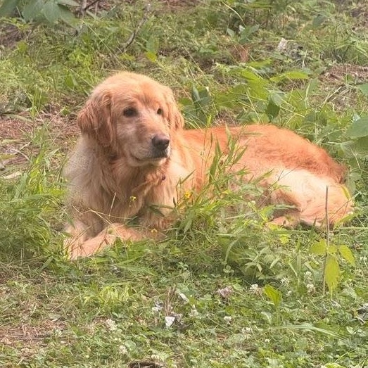 Megan, a ADOPTABLE Golden Retriever in Neillsville, WI image 5/6