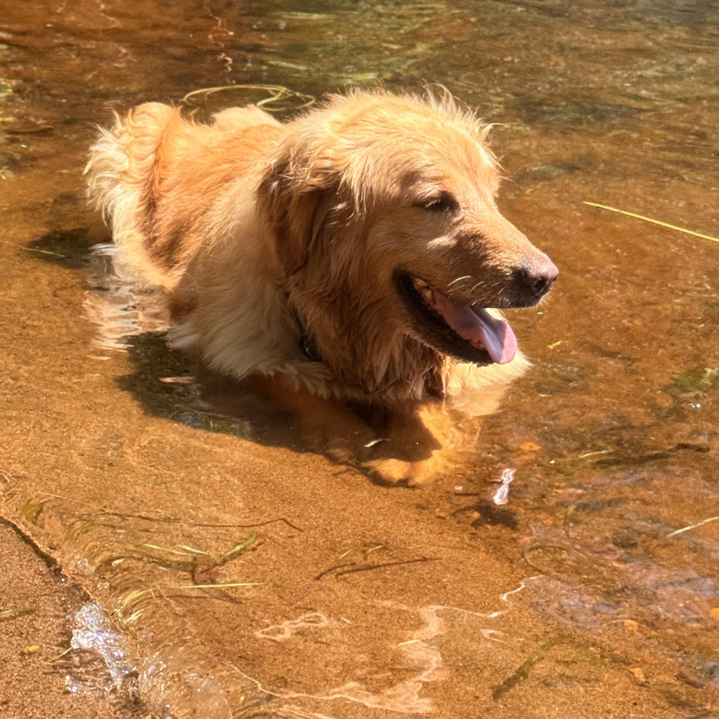 Megan, a ADOPTABLE Golden Retriever in Neillsville, WI image 6/6