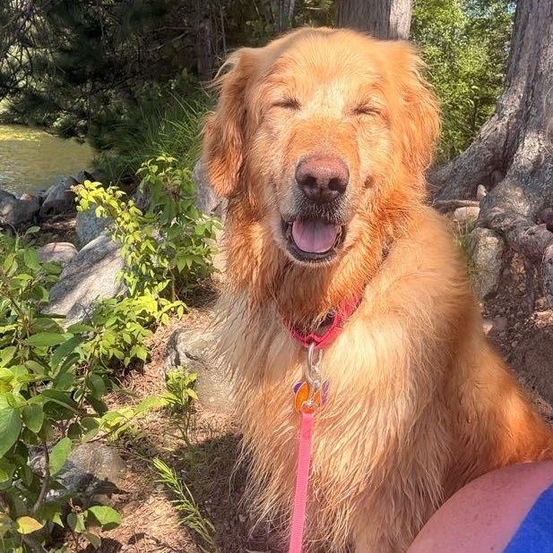 Megan, a ADOPTABLE Golden Retriever in Neillsville, WI image 2/6