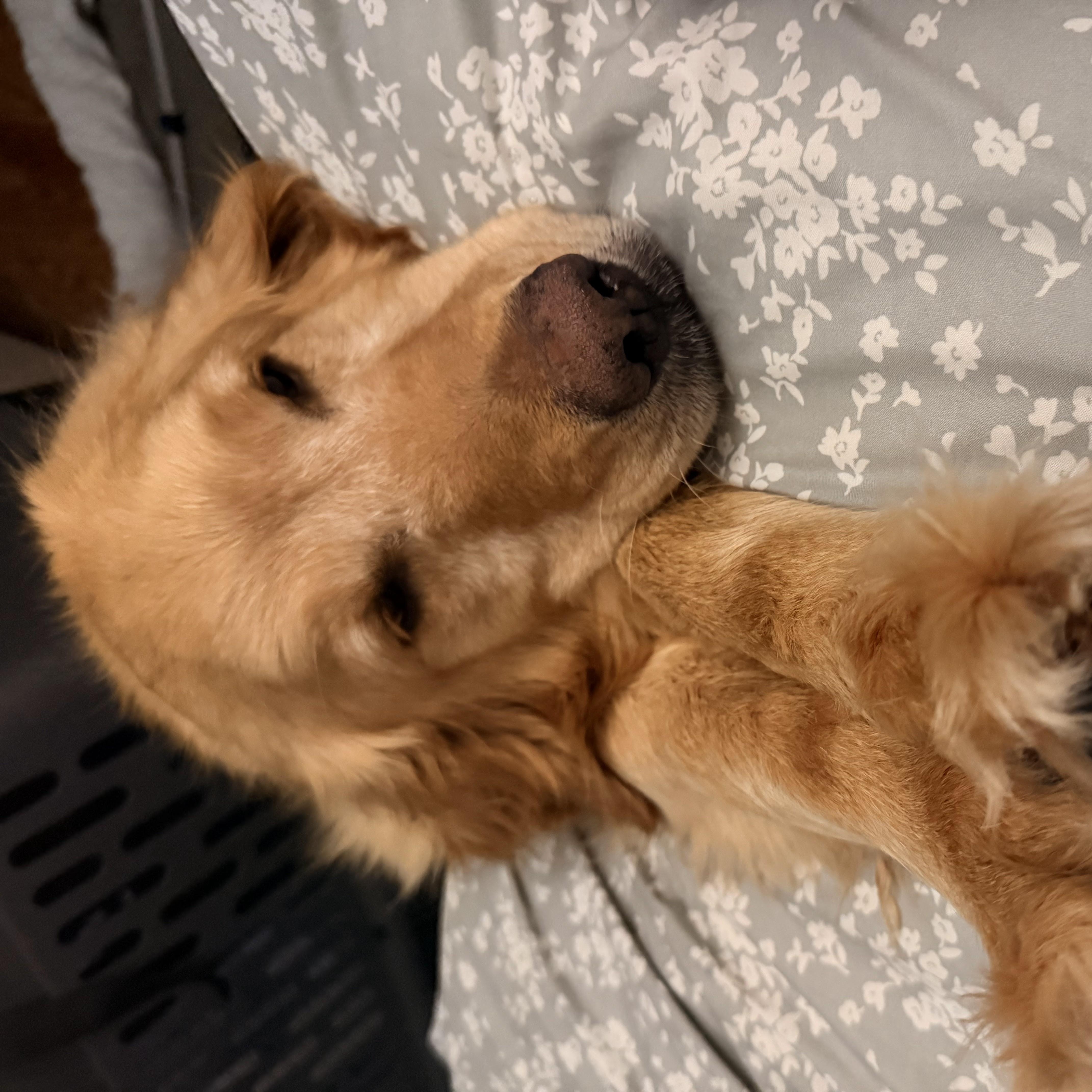 Megan, a ADOPTABLE Golden Retriever in Neillsville, WI image 4/6