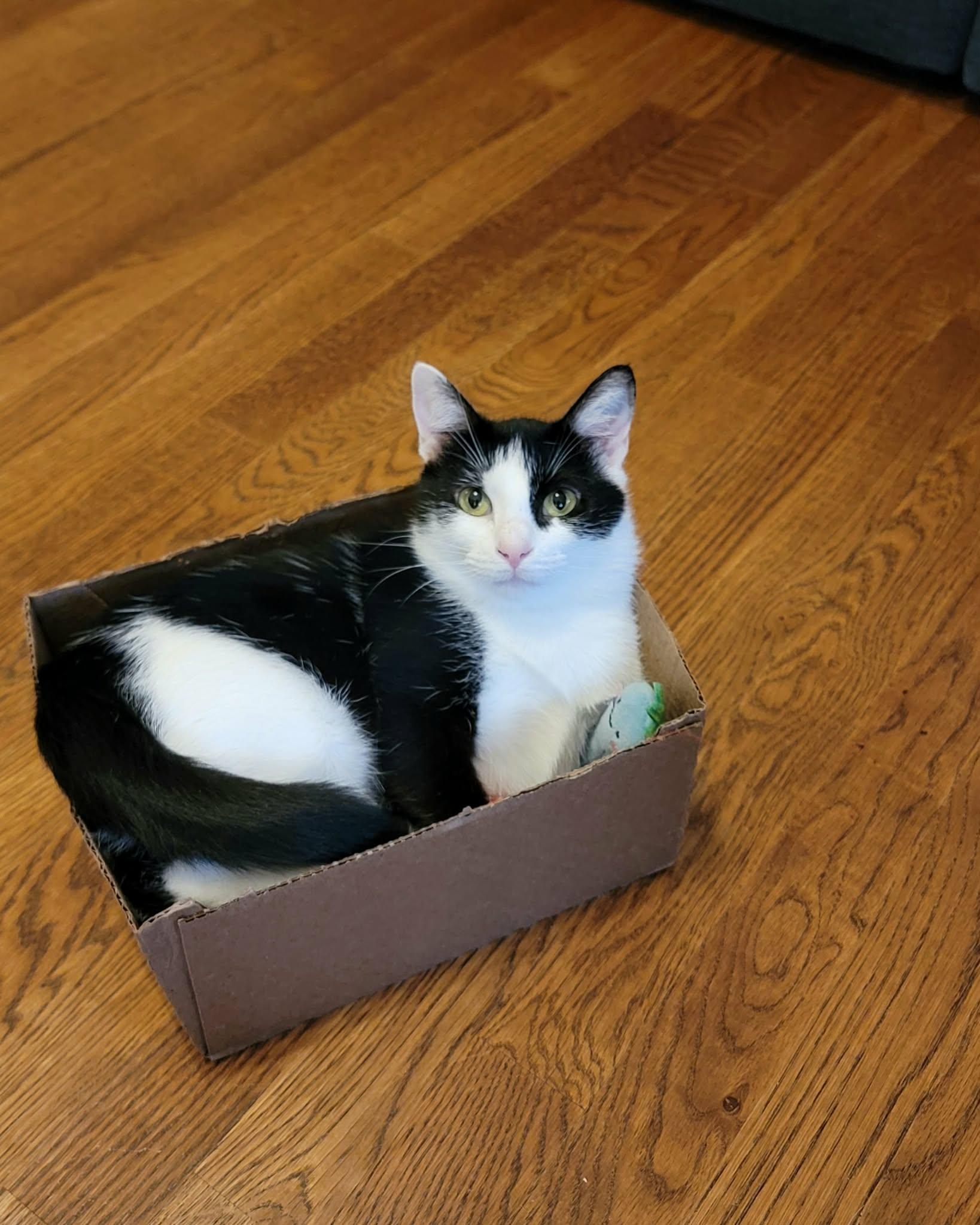 Enlarge Minnie, a Adoptable mixed breed in Nashua, NH image 5/6