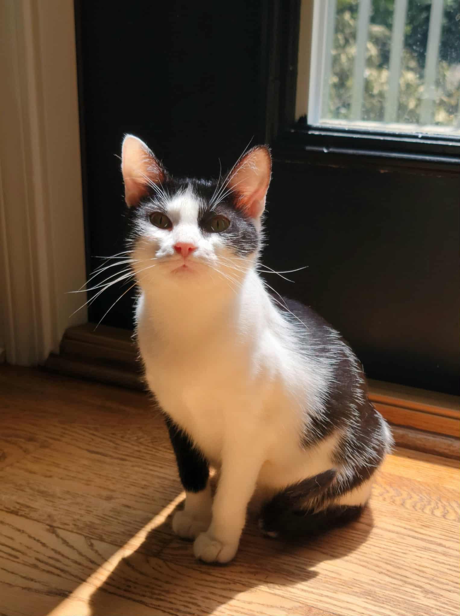 Enlarge Minnie, a Adoptable mixed breed in Nashua, NH image 6/6