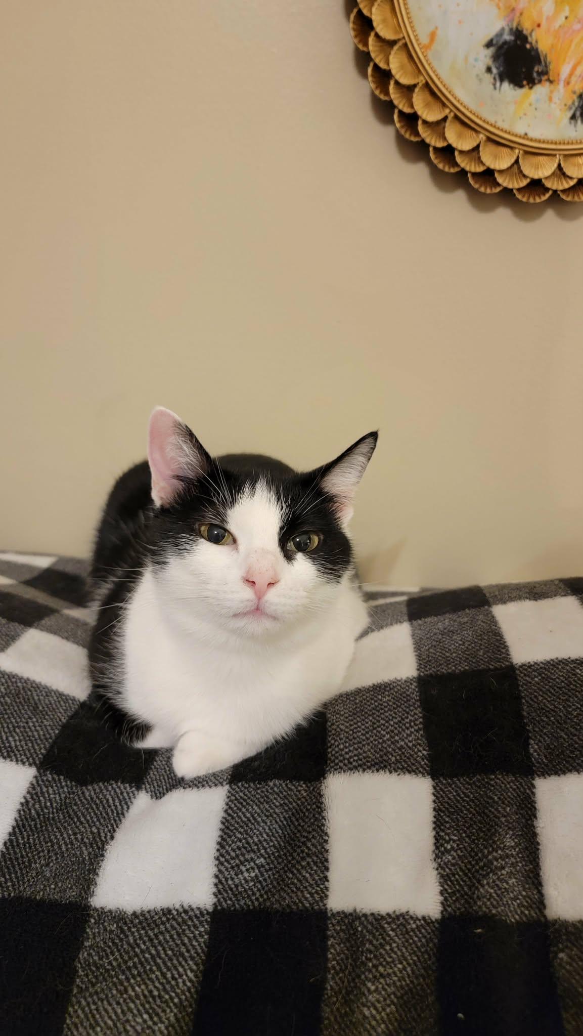 Enlarge Minnie, a Adoptable mixed breed in Nashua, NH image 4/6