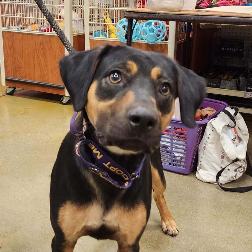 Maxwell, Adult Male Black and Tan Coonhound