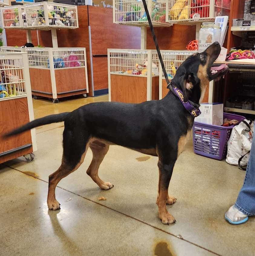 Maxwell, a Adoptable mixed breed in Ladson, SC image 5/5