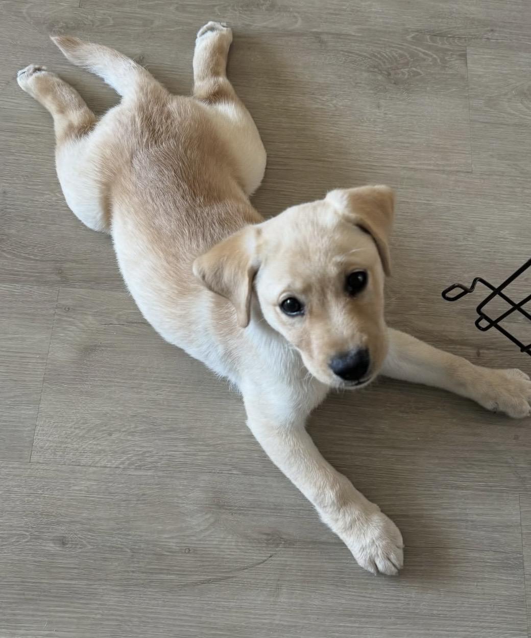 Enlarge Lucy, a Adoptable Labrador Retriever in Los angeles, CA image 1/1