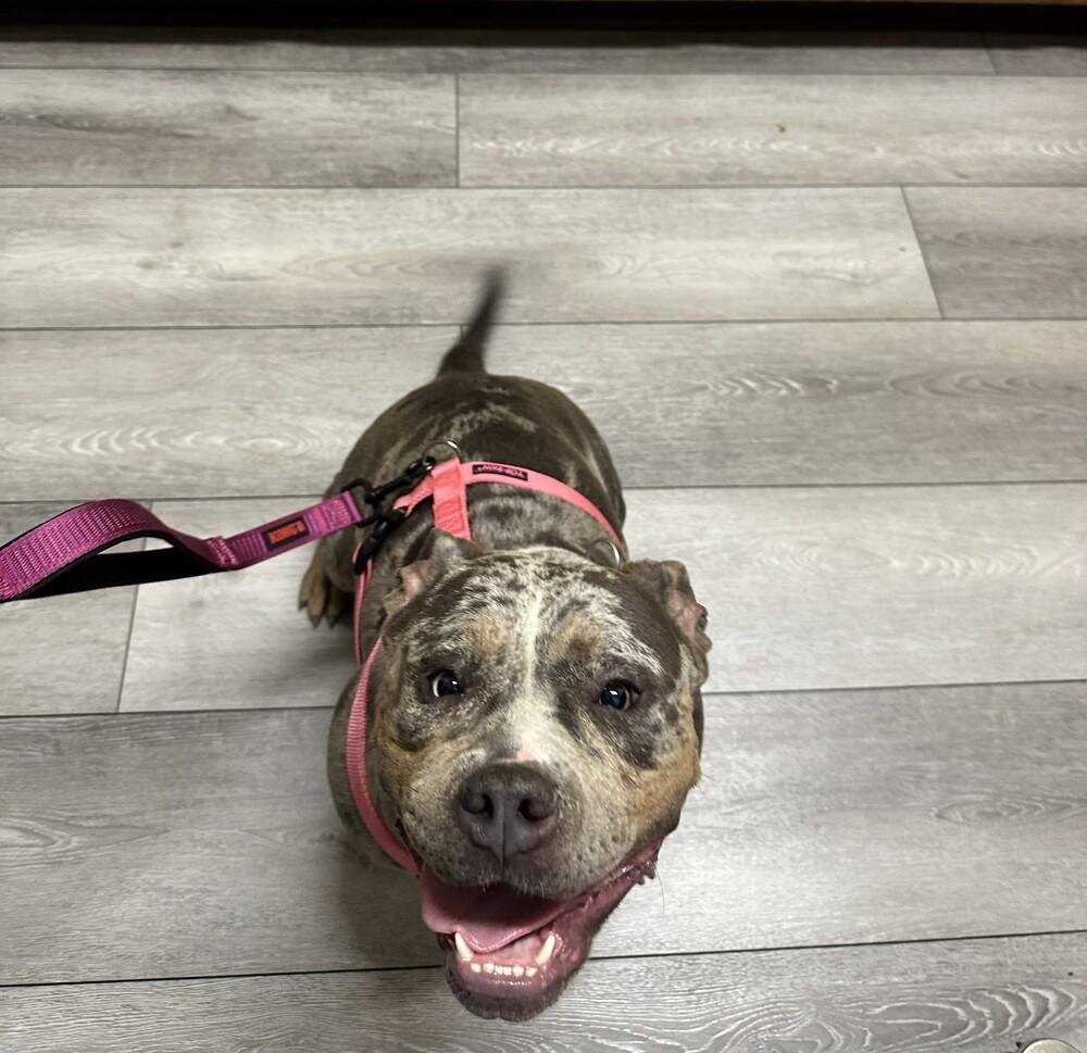 Marceline (Marcie), Adopted, Young Female Pit Bull Terrier & American Bully.
