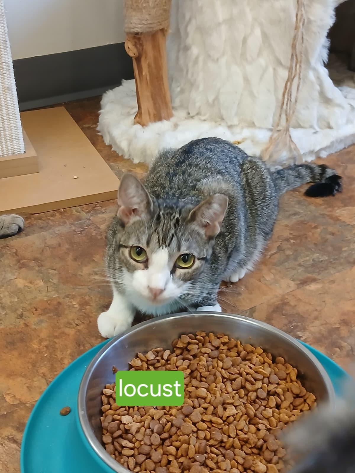 Mantis and Locust, a ADOPTABLE Domestic Short Hair in Miami Beach, FL image 3/6