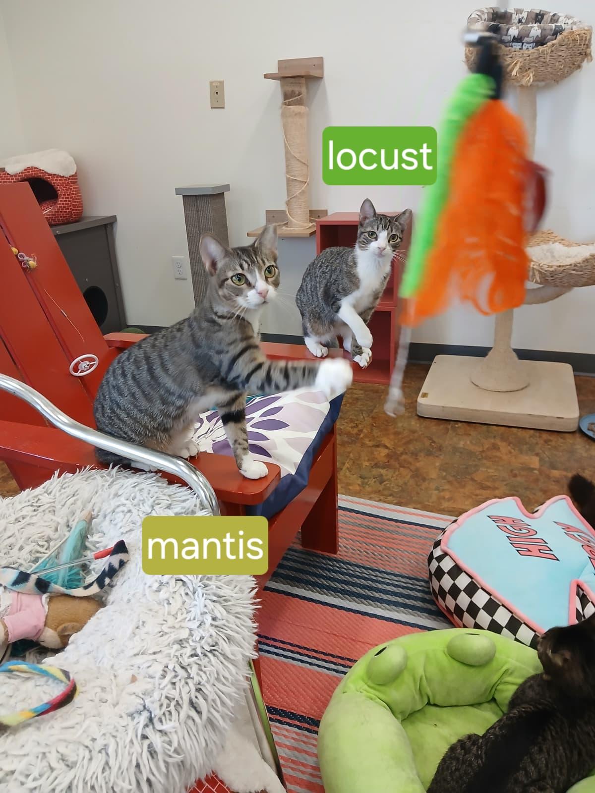 Mantis and Locust, ADOPTABLE, Young Female Domestic Short Hair.