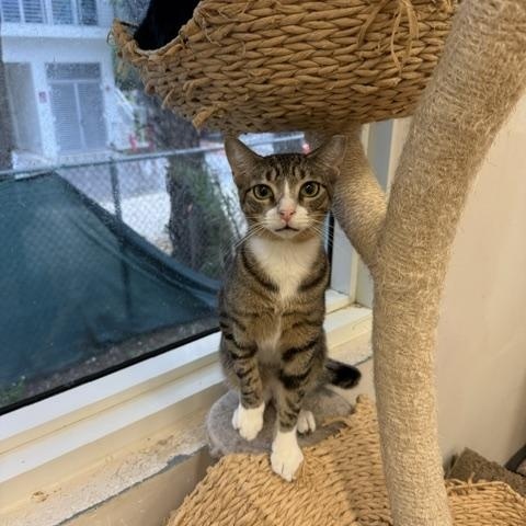 Mantis and Locust, a ADOPTABLE Domestic Short Hair in Miami Beach, FL image 5/6