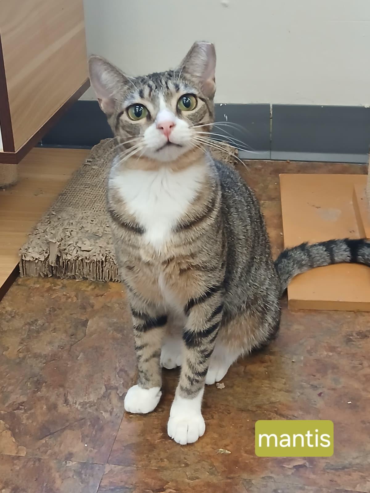Mantis and Locust, a ADOPTABLE Domestic Short Hair in Miami Beach, FL image 2/6