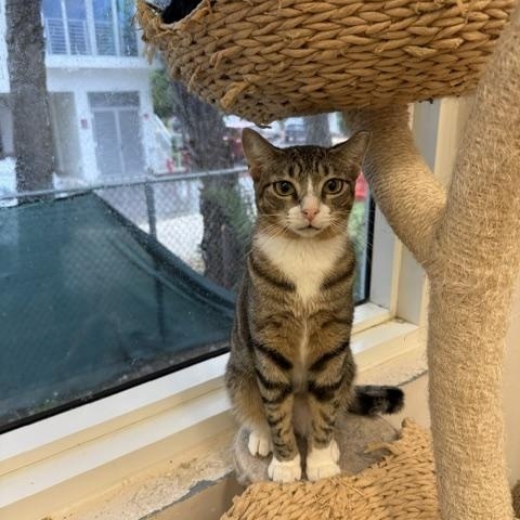 Mantis and Locust, a ADOPTABLE Domestic Short Hair in Miami Beach, FL image 6/6