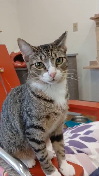 Enlarge Mantis and Locust, a ADOPTABLE Domestic Short Hair in Miami Beach, FL video 4/6
