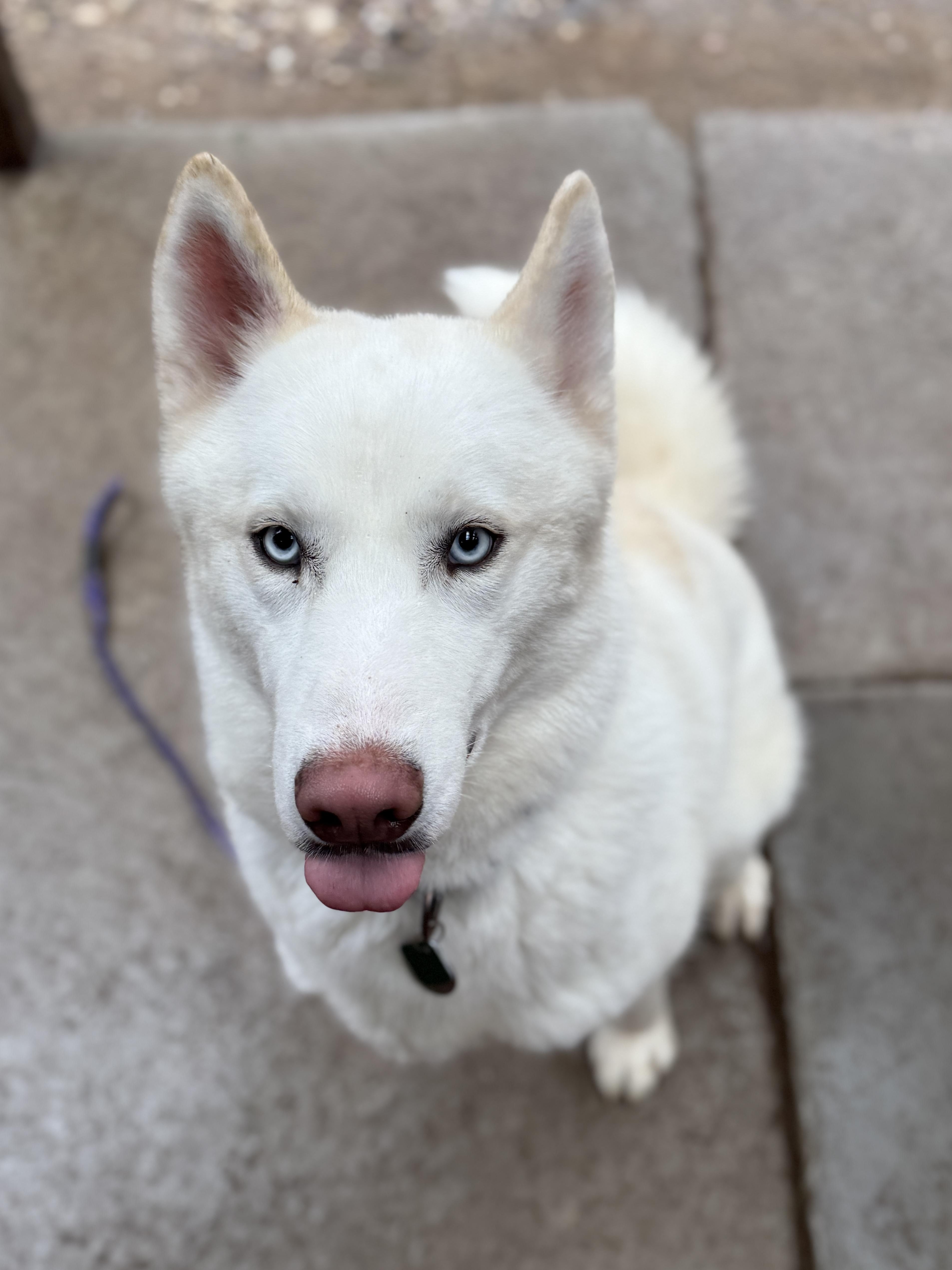 Enlarge Juice, a ADOPTABLE mixed breed in Wautoma, WI image 3/4