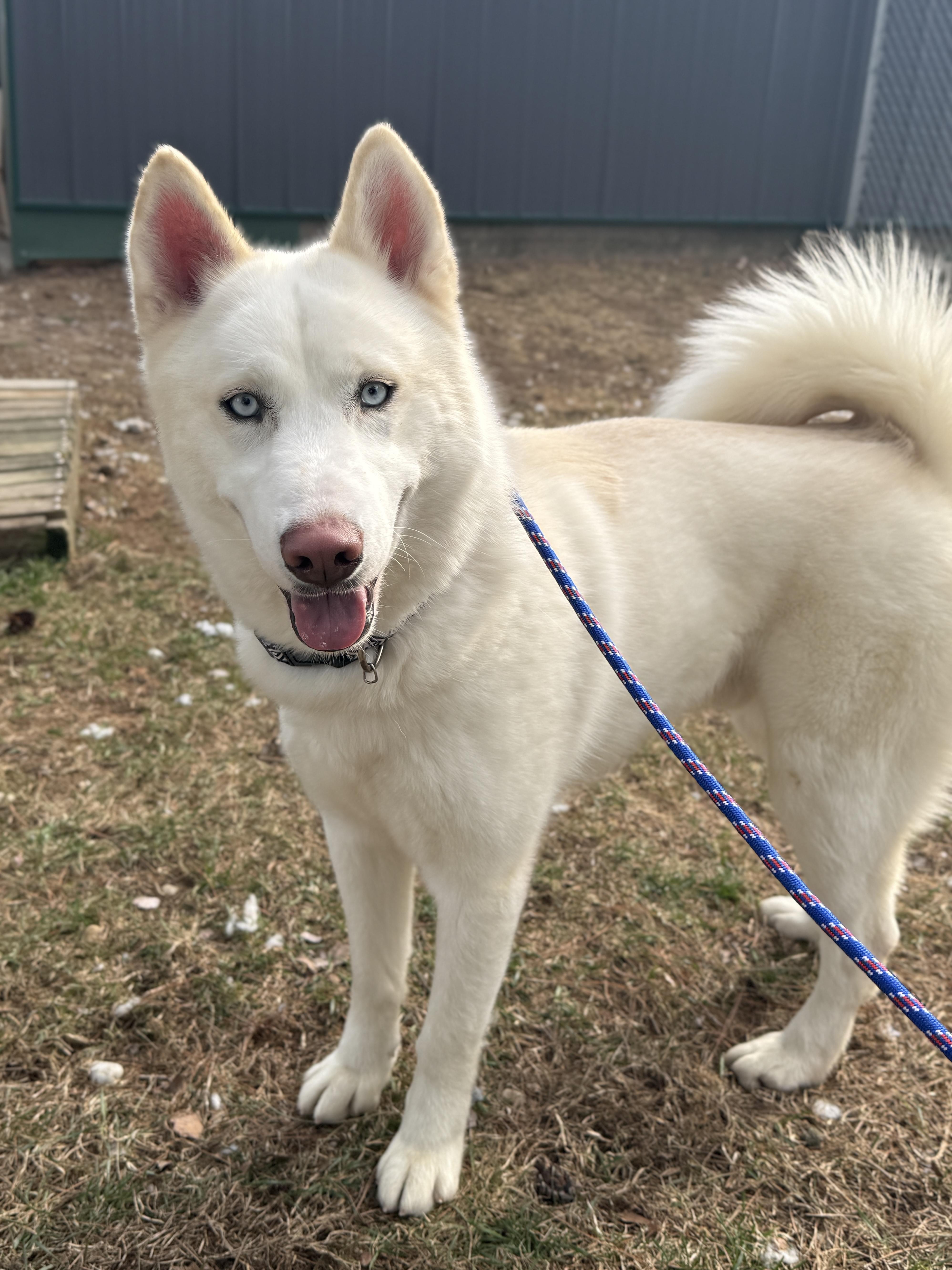 Enlarge Juice, a ADOPTABLE mixed breed in Wautoma, WI image 2/4