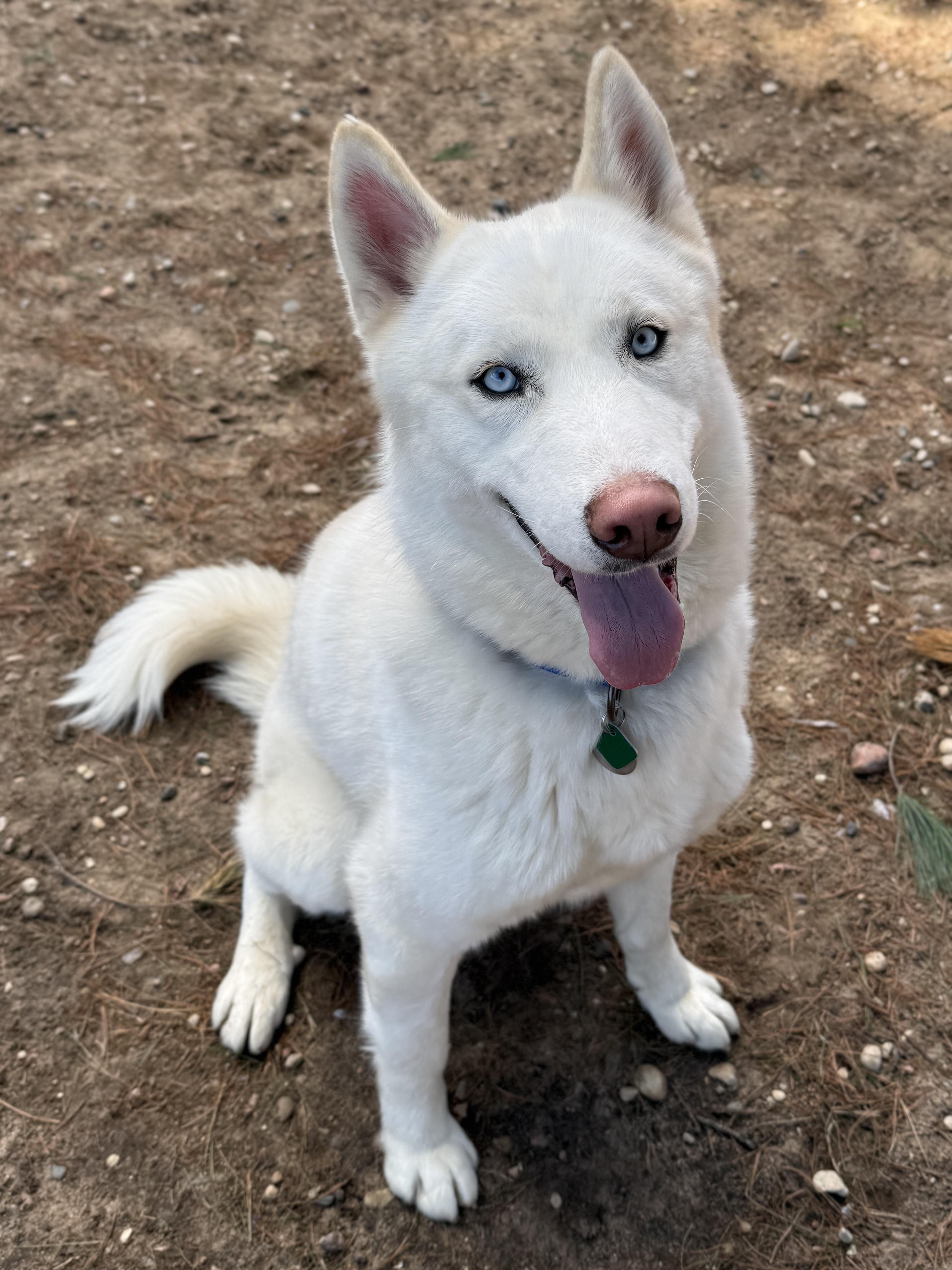 Juice, ADOPTABLE, Young Male Siberian Husky.