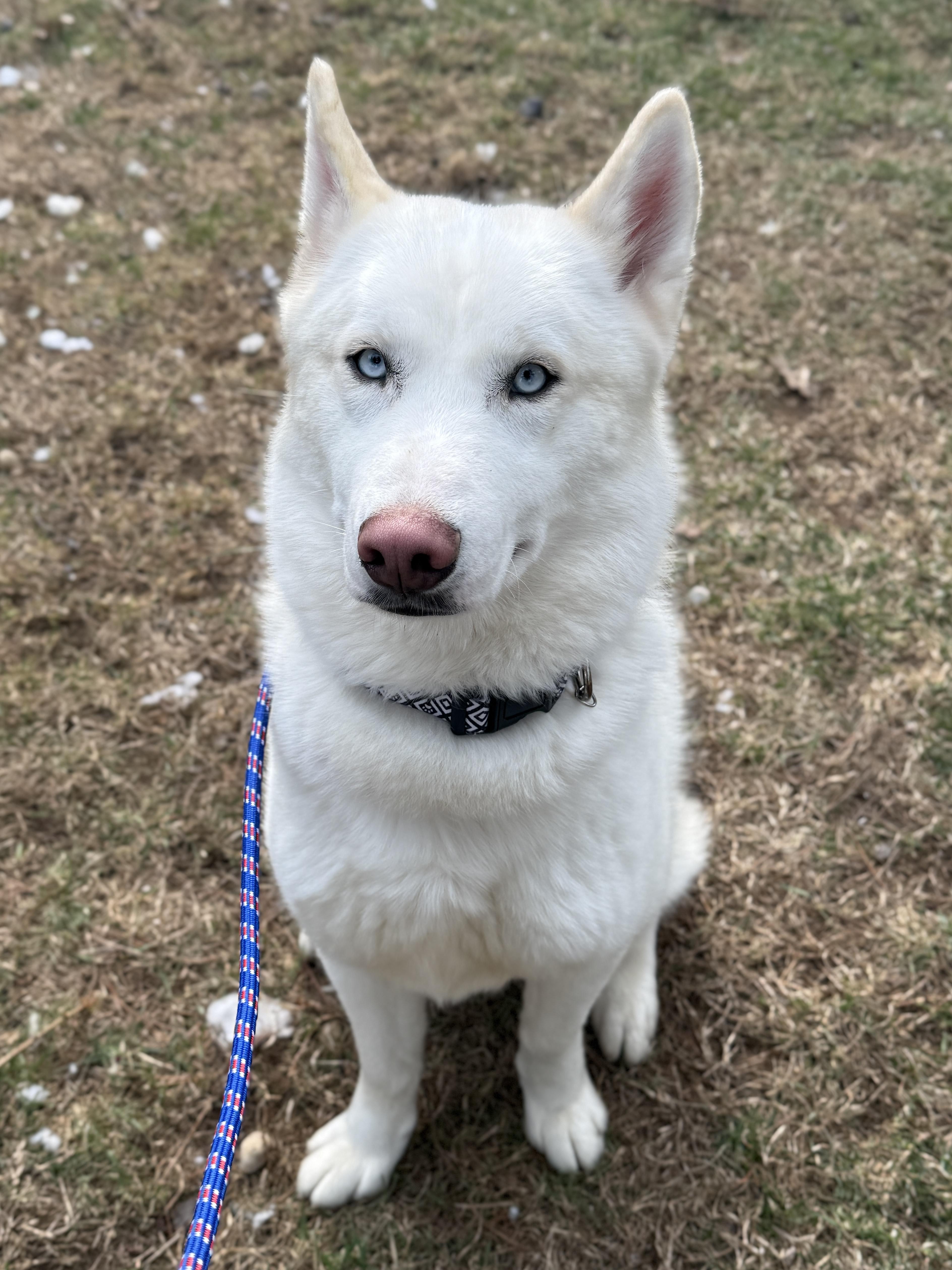 Enlarge Juice, a ADOPTABLE mixed breed in Wautoma, WI image 4/4