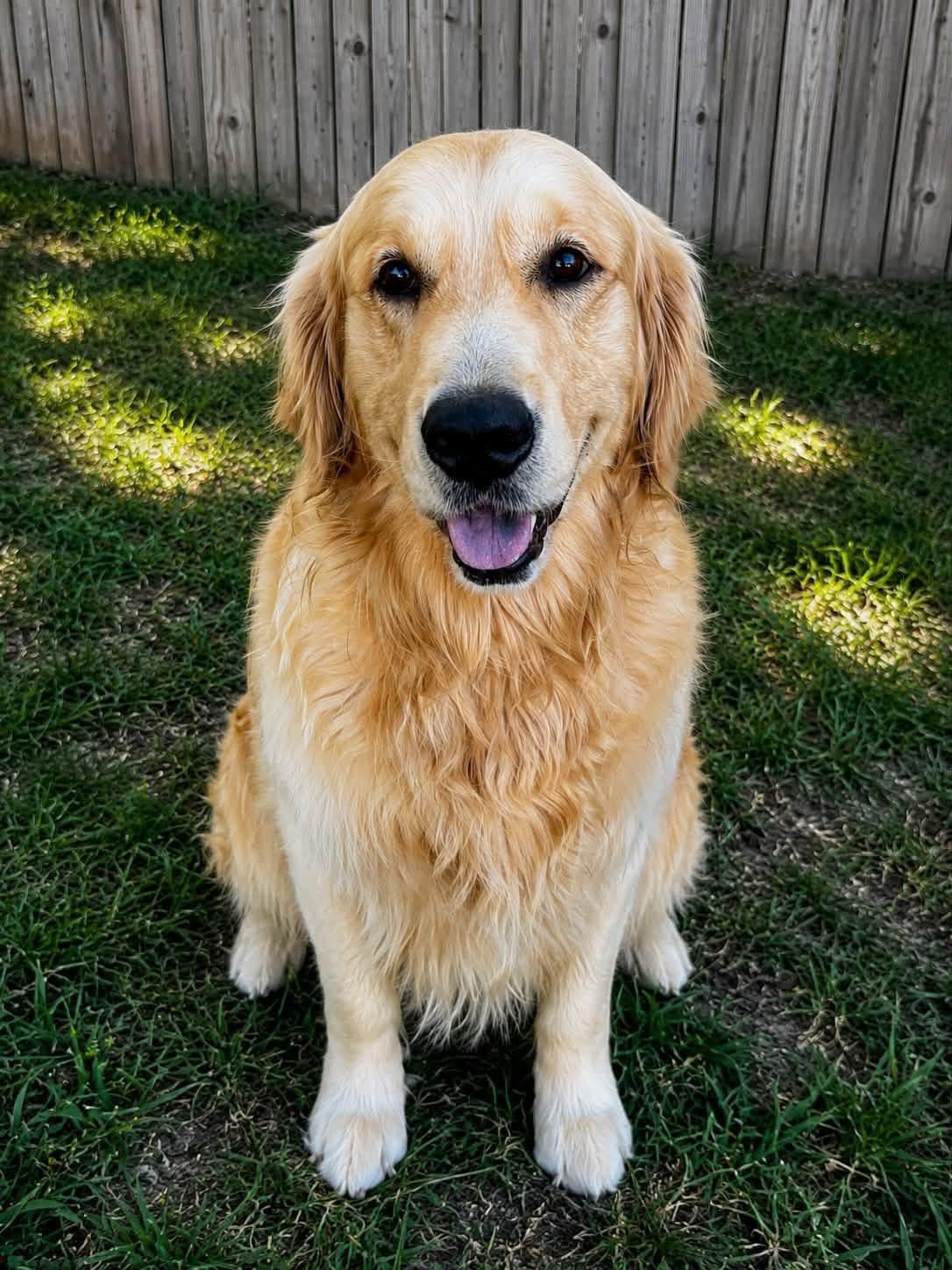 Bentley, adopted, Adult Male Golden Retriever.