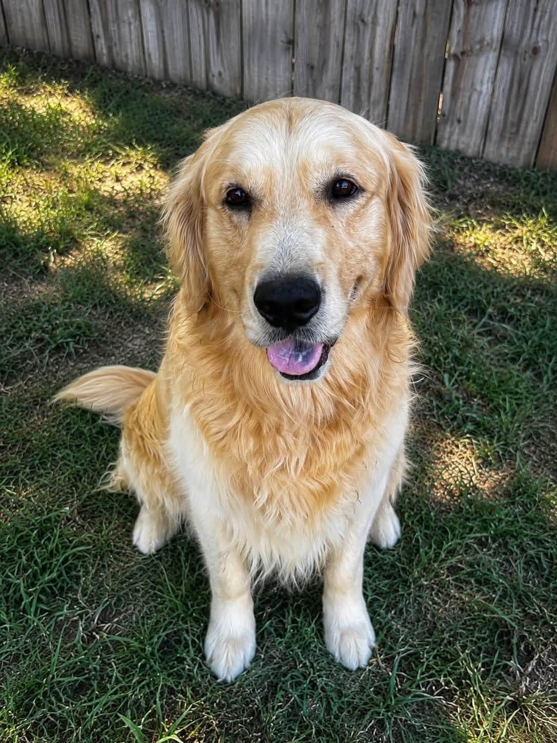 Bentley, an adopted Golden Retriever in University Place, WA image 2/3