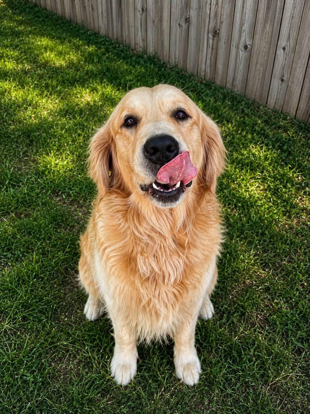 Bentley, an adopted Golden Retriever in University Place, WA image 3/3