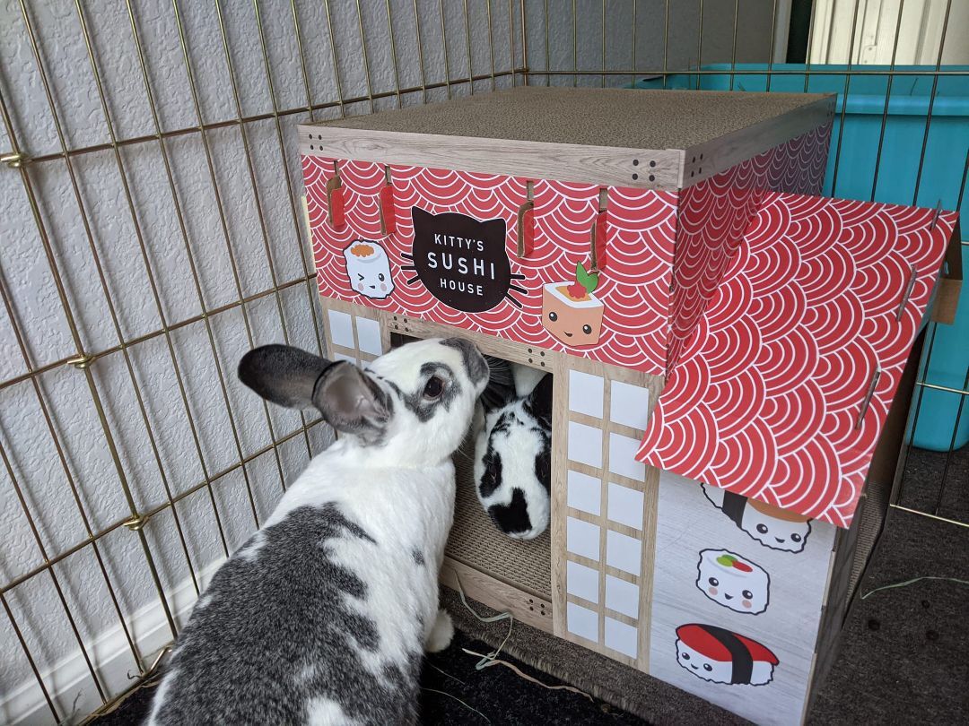 Darcie (bonded to Hector), Adopted, Senior Female Bunny Rabbit.