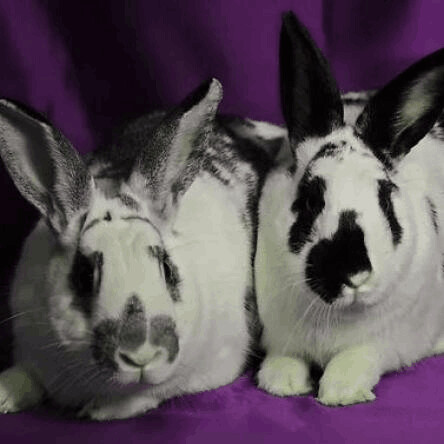 Enlarge Darcie (bonded to Hector), a Adopted Bunny Rabbit in Erie, CO image 2/3