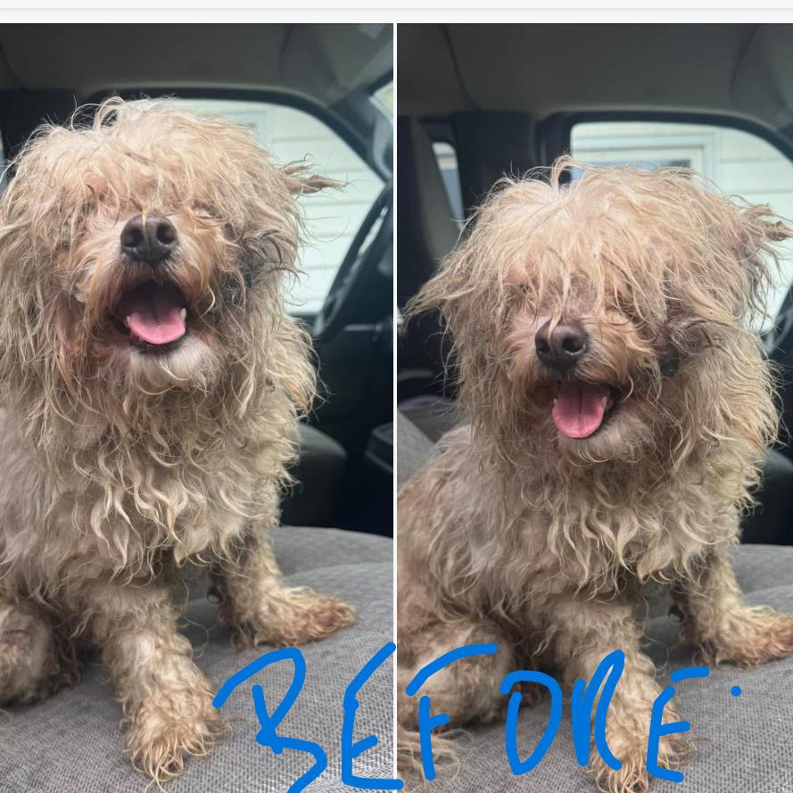 Mr. Rogers, Adoptable, Senior Male Shih Tzu & Poodle.