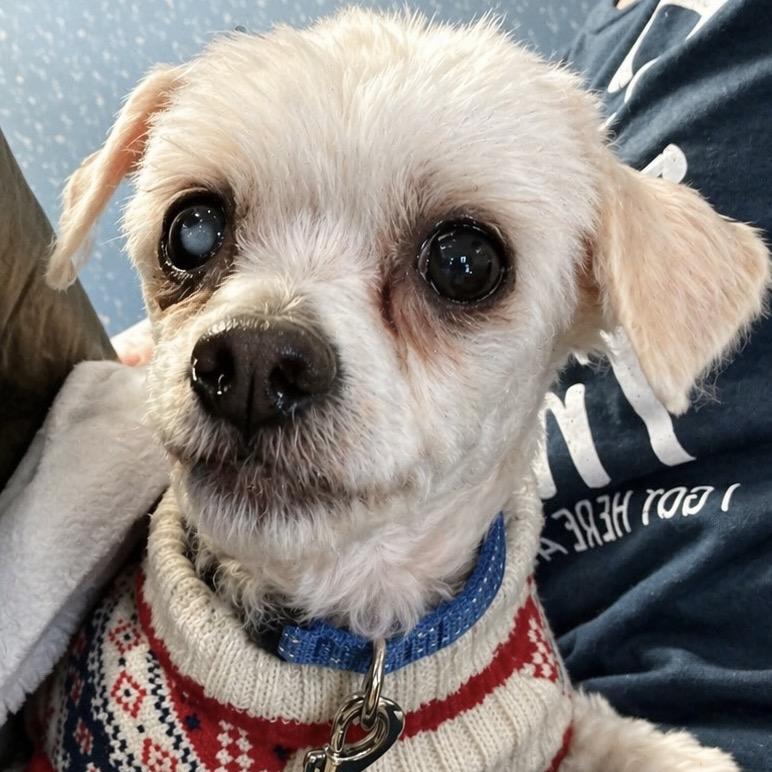 Enlarge Mr. Rogers, a Adoptable mixed breed in Hudson, IL image 2/5