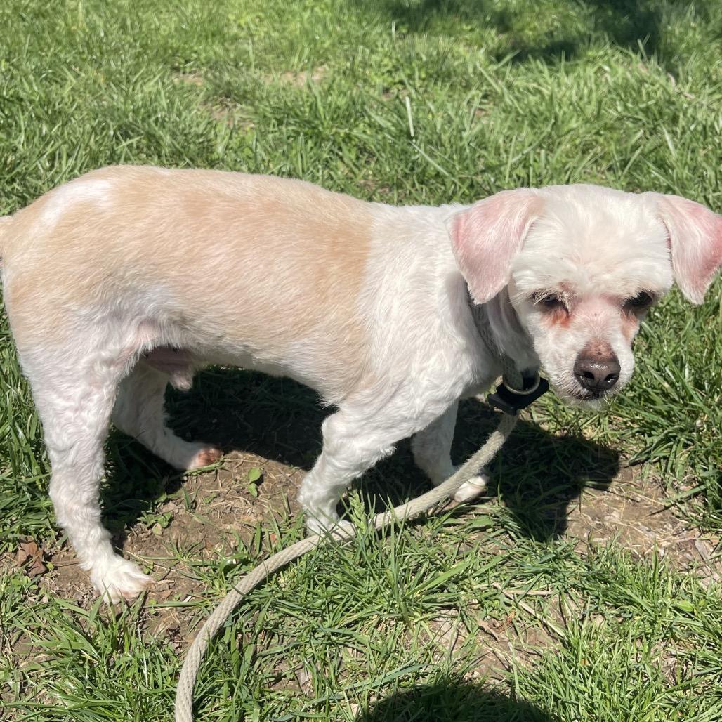 Enlarge Mr. Rogers, a Adoptable mixed breed in Hudson, IL image 3/5