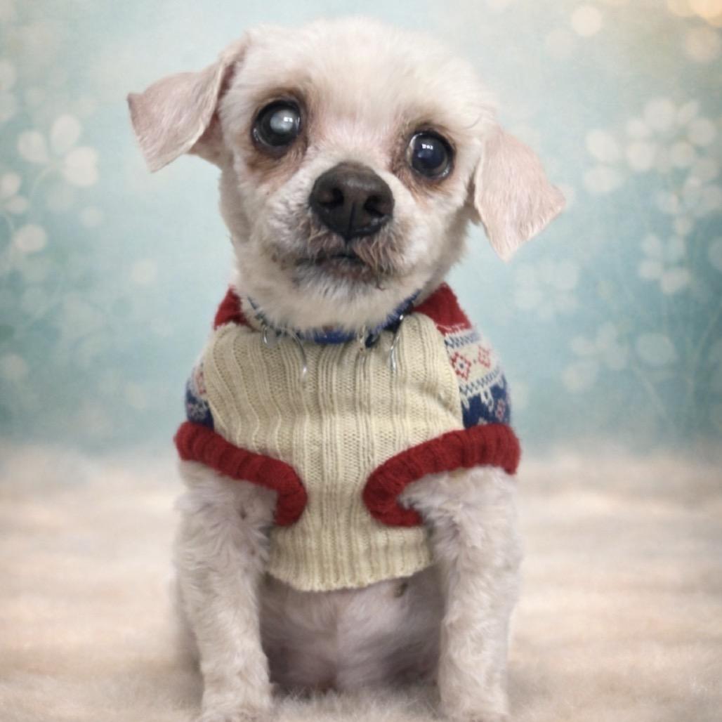 Enlarge Mr. Rogers, a Adoptable mixed breed in Hudson, IL image 4/5