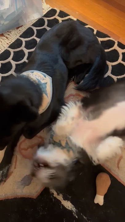 Enlarge Leo, a Adoptable mixed breed in High Point, NC video 6/6