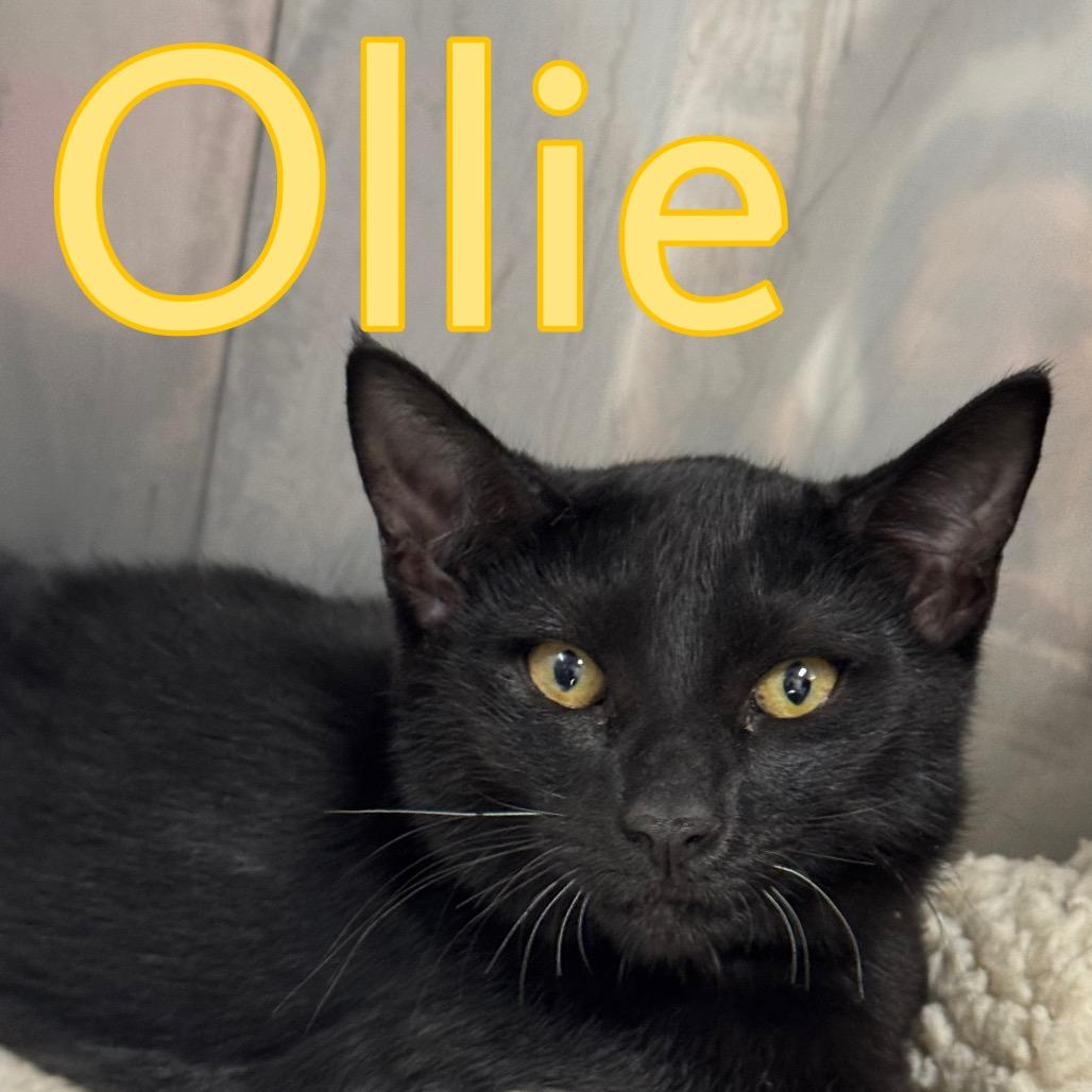 Ollie photo