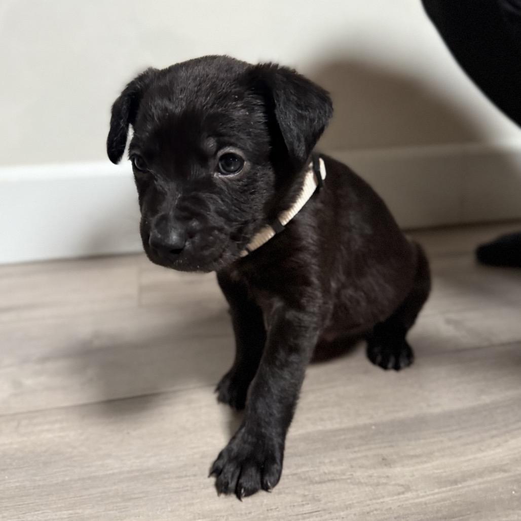 Enlarge Dancer, a Adoptable mixed breed in Escondido, CA image 1/3