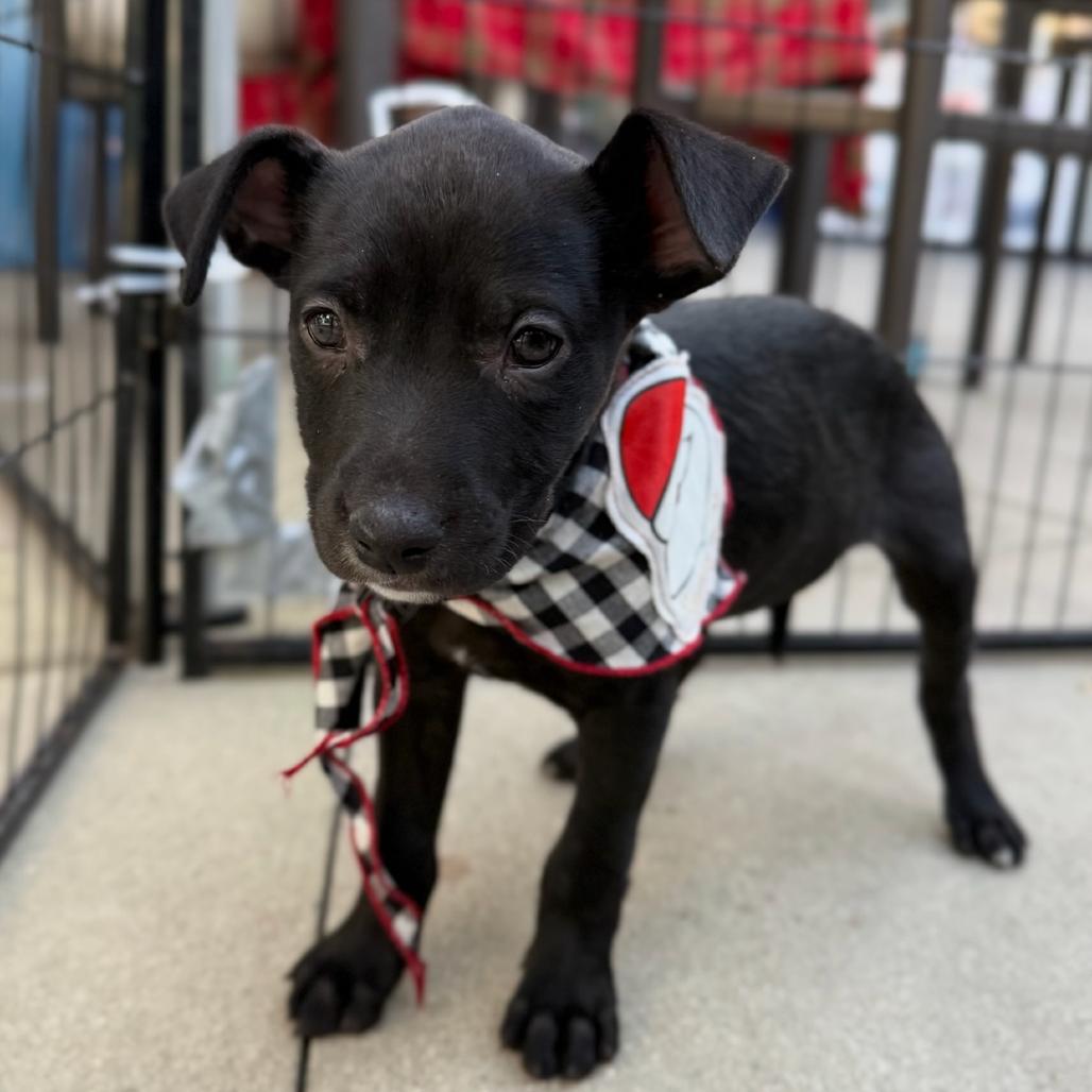 Enlarge Dancer, a Adoptable mixed breed in Escondido, CA image 2/3