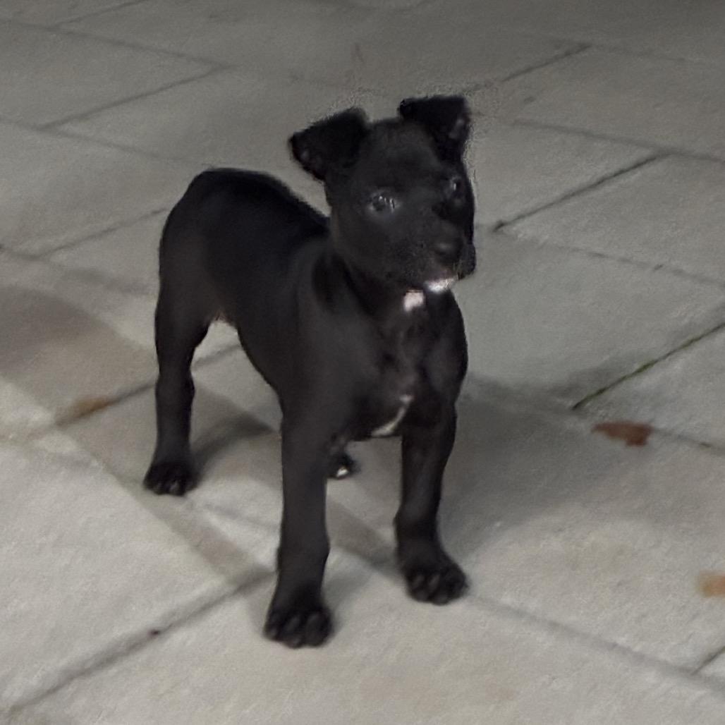 Enlarge Dancer, a Adoptable mixed breed in Escondido, CA image 3/3