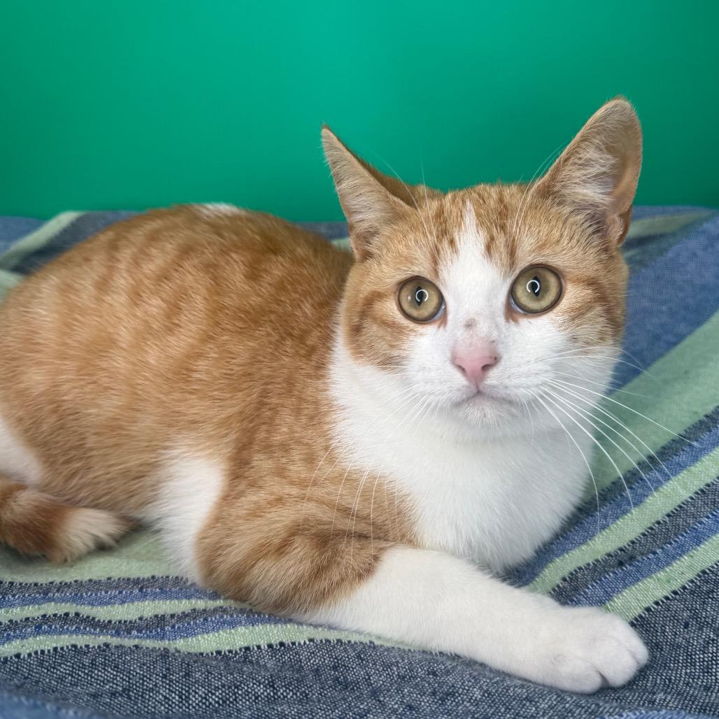 Mouse, Adoptable, Young Male Domestic Short Hair.