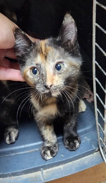 Kitten 28219 (Stella), Adoptable, Kitten Female Tortoiseshell.