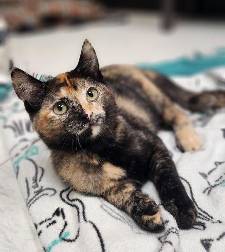Enlarge Kitten 28219 (Stella), a Adoptable Tortoiseshell in Parlier, CA image 2/6