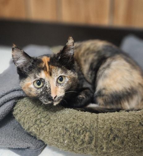 Enlarge Kitten 28219 (Stella), a Adoptable Tortoiseshell in Parlier, CA image 3/6