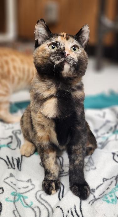Enlarge Kitten 28219 (Stella), a Adoptable Tortoiseshell in Parlier, CA image 4/6